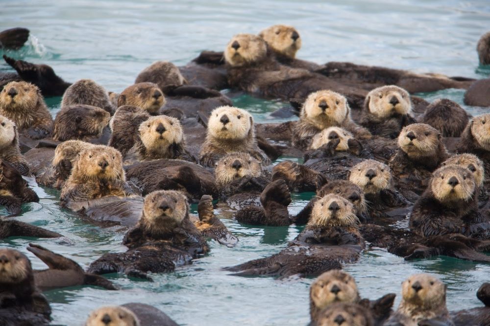 otter raft