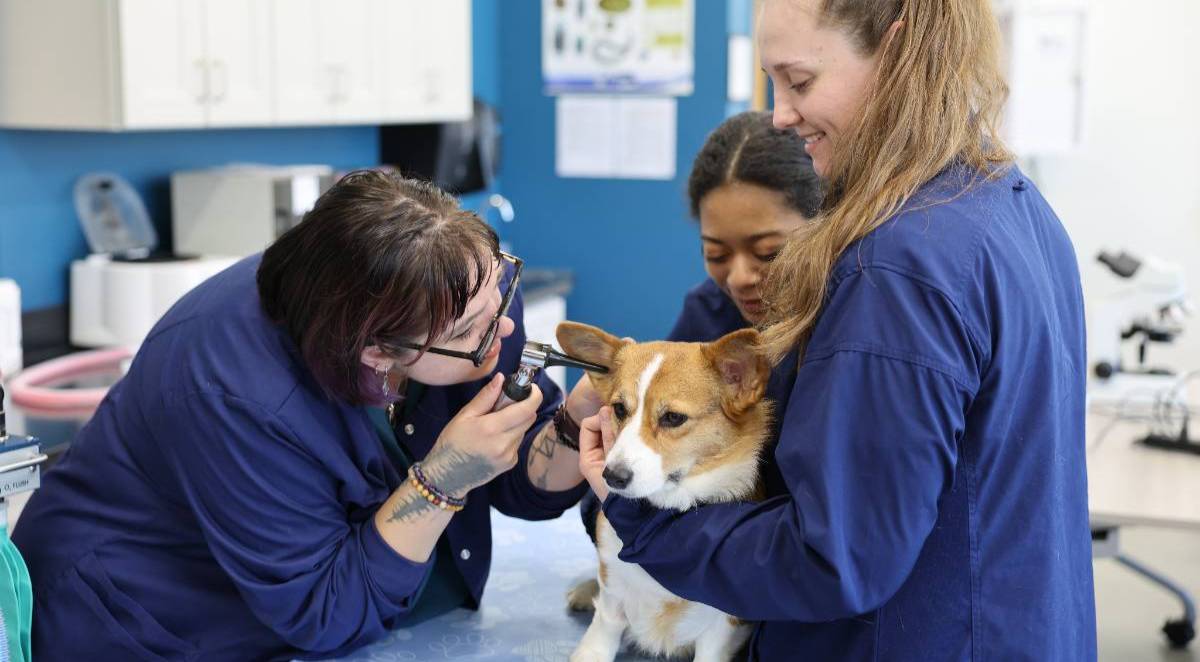 acc veterinary students checked an ear of a dog.