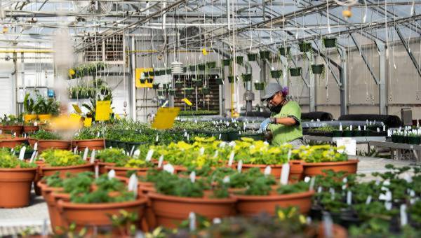 plants in greenshouse