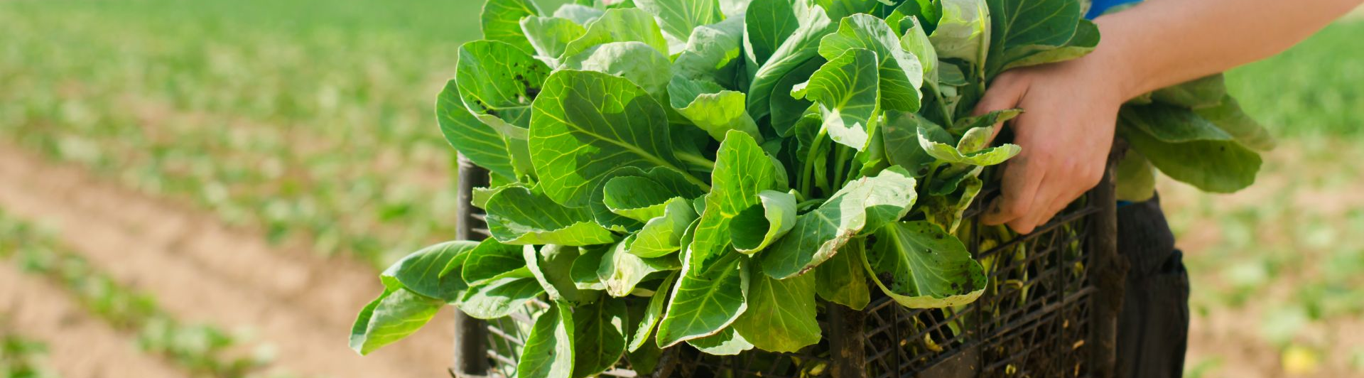 farmer-is-holding-cabbage-seedlings-ready-planting-field-farming-agriculture-vegetables-agroindustry
